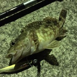 五島でアジングなどのナイトゲームでRIDE ON!!